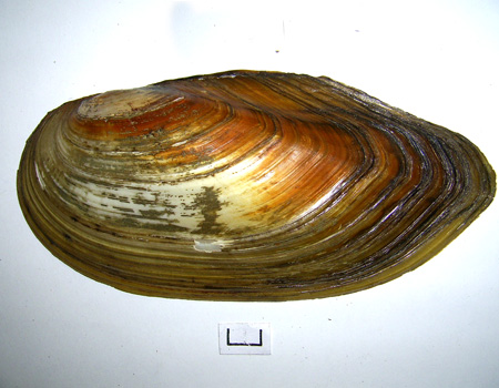 Anodonta cygnea