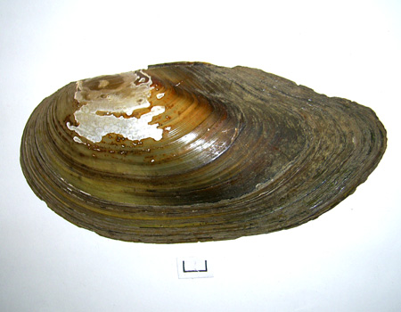 Anodonta cygnea
