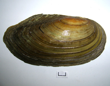 Anodonta cygnea