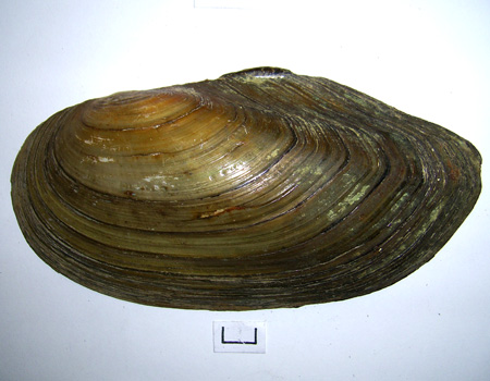 Anodonta cygnea