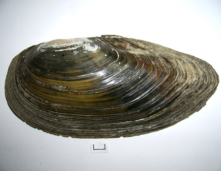 Anodonta cygnea