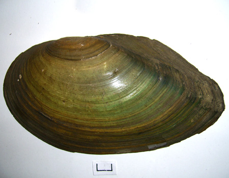 Anodonta cygnea