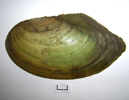 Anodonta cygnea