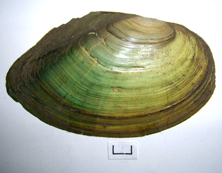 Anodonta cygnea