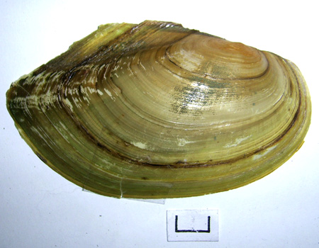 Anodonta cygnea