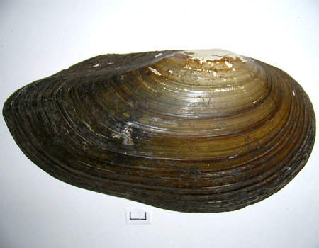 Anodonta cygnea