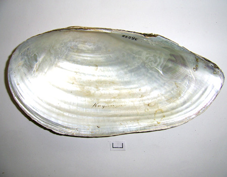 Anodonta cygnea
