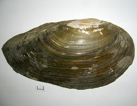 Anodonta cygnea