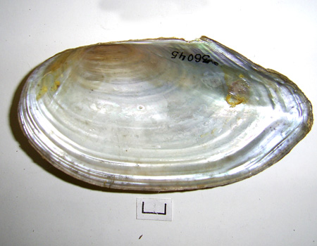 Anodonta cygnea
