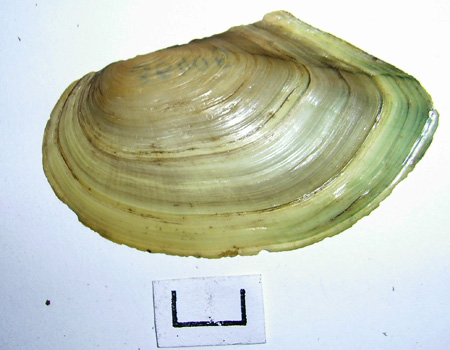 Anodonta cygnea