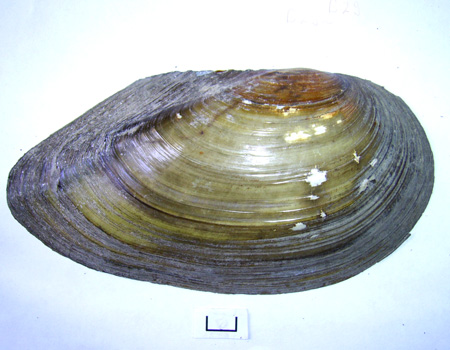 Anodonta cygnea