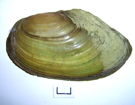 Anodonta cygnea