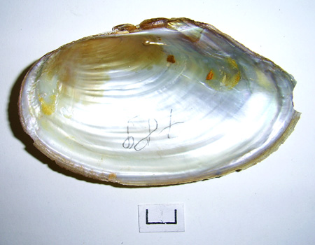 Anodonta cygnea