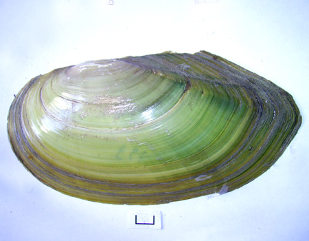 Anodonta cygnea