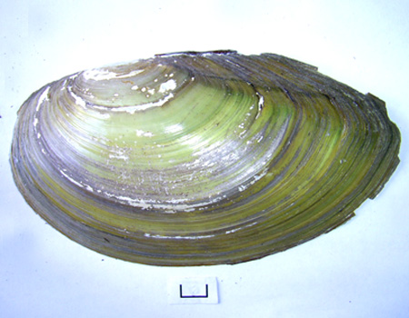Anodonta cygnea