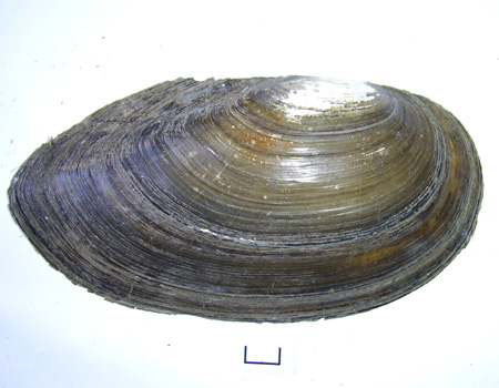 Anodonta cygnea