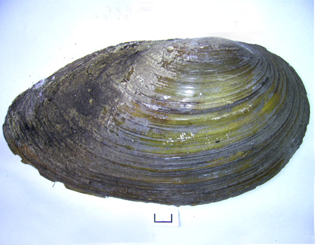 Anodonta cygnea