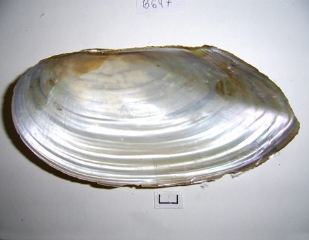 Anodonta cygnea