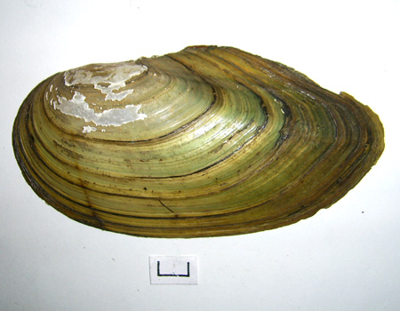 Anodonta cygnea