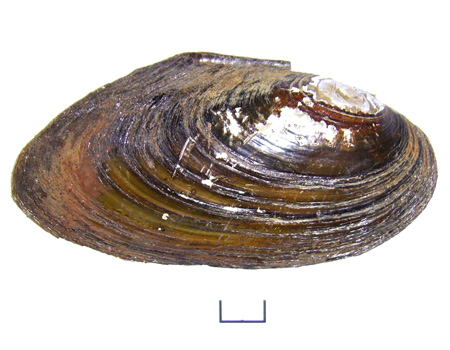 Pseudanodonta complanata