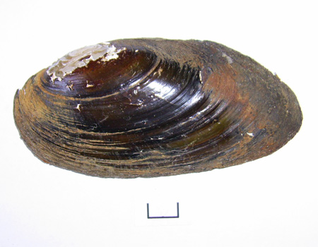 Pseudanodonta complanata