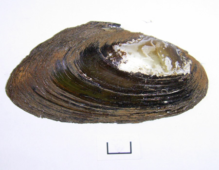 Pseudanodonta complanata