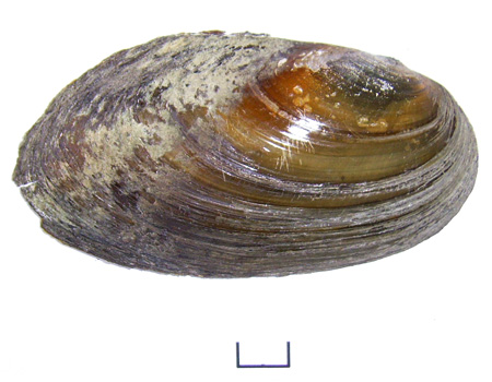Pseudanodonta complanata