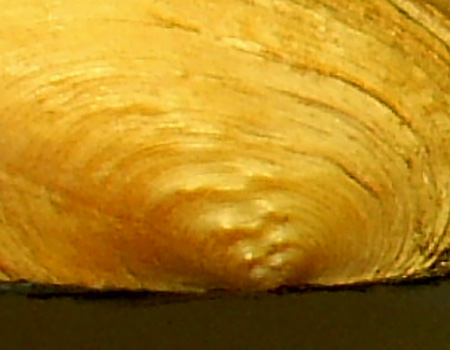 Pseudanodonta complanata