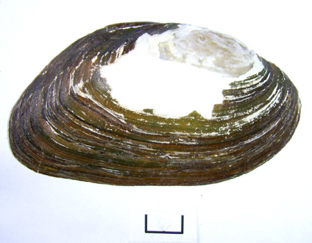 Pseudanodonta complanata