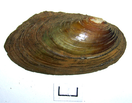 Pseudanodonta complanata