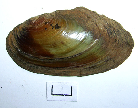 Pseudanodonta complanata