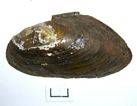 Pseudanodonta complanata