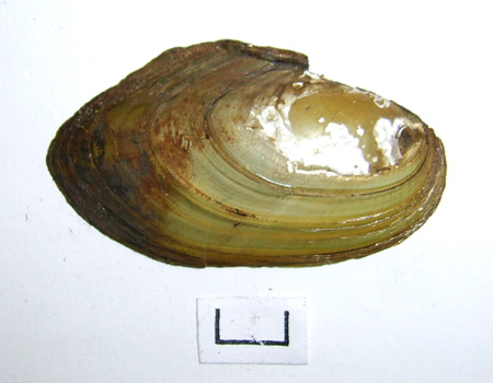 Pseudanodonta complanata