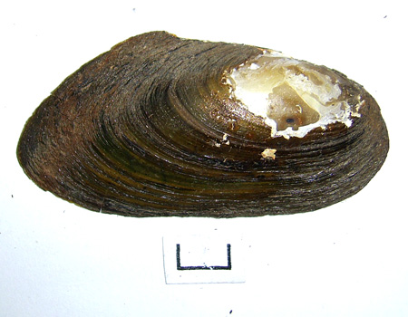 Pseudanodonta complanata