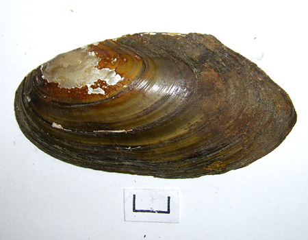 Pseudanodonta complanata