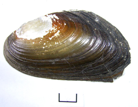 Pseudanodonta complanata
