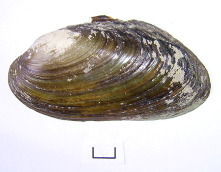 Pseudanodonta complanata