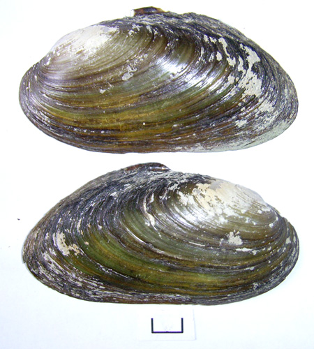 Pseudanodonta complanata