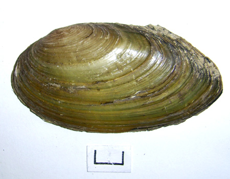 Pseudanodonta complanata