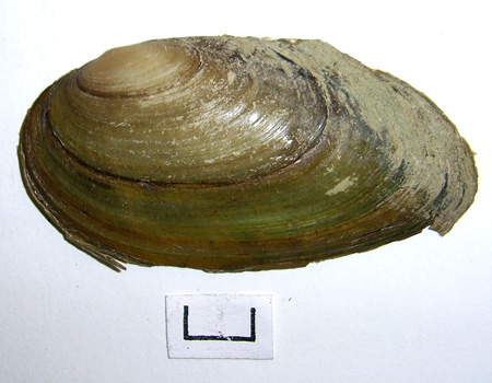 Pseudanodonta complanata