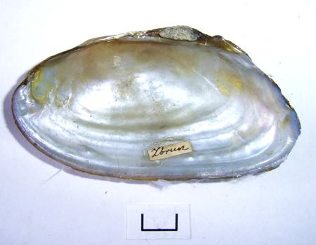 Pseudanodonta complanata