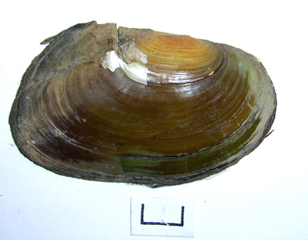 Pseudanodonta complanata