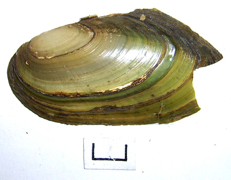 Pseudanodonta complanata