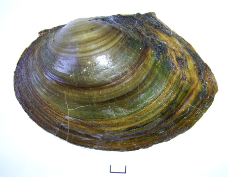 Sinanodonta woodiana