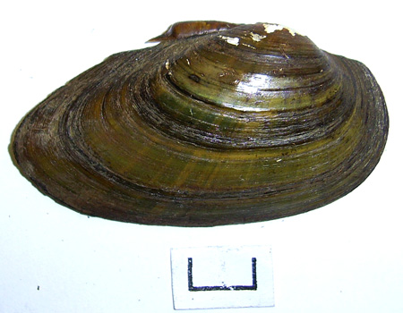 Unio tumidus