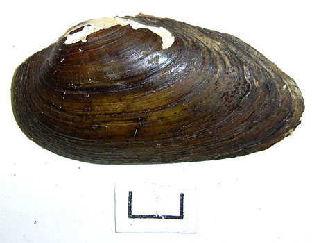Unio tumidus