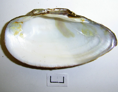 Unio tumidus
