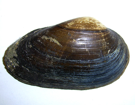Unio tumidus