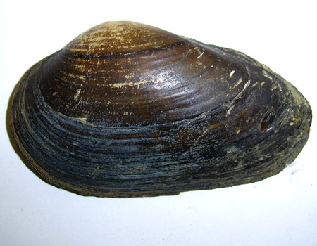 Unio tumidus