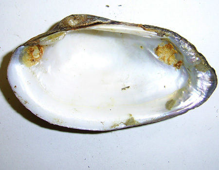Unio tumidus